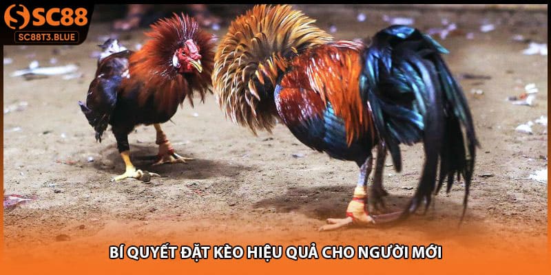 Bí quyết đặt kèo hiệu quả cho người mới